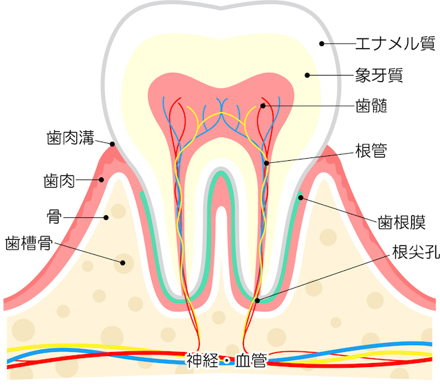 歯の断面図