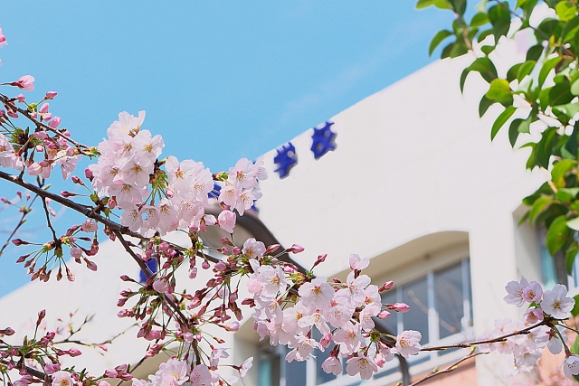 桜と学校