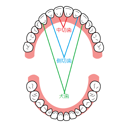 中切歯と側切歯と犬歯の位置の図解イメージ